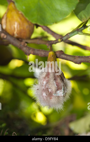 Marciume fig frutto sull'albero a causa di troppa pioggia e la mancanza di sole che mostra le spore di funghi hyphae di pinmold Foto Stock