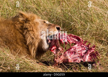 Un maschio di leone, Panthera leo, mangiare, Masai Mara, Kenya, Africa Foto Stock