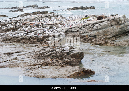 Le foche circondata da gabbiani a Kaikoura, regione di Canterbury, Isola del Sud, Nuova Zelanda Foto Stock