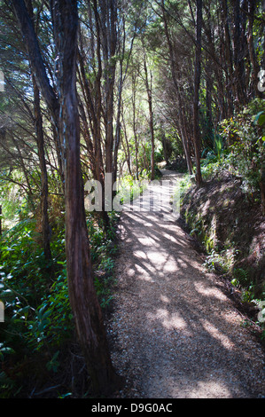 Percorso di foresta nella foresta pluviale circostante molle Pupu, Golden Bay, regione Tasmania, Isola del Sud, Nuova Zelanda Foto Stock