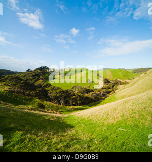 Campagna sulla passeggiata a Wharariki Beach, Wharariki, Golden Bay, regione Tasmania, Isola del Sud, Nuova Zelanda Foto Stock