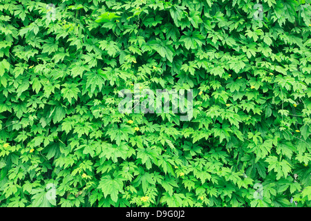 Gourd amaro tenda Foto Stock