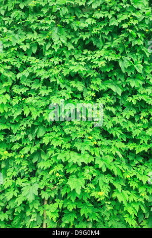 Gourd amaro tenda Foto Stock