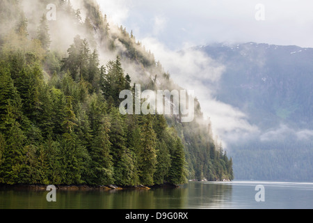 Nebbia avvolta foresta vicino a Juneau, a sud-est di Alaska, STATI UNITI D'AMERICA Foto Stock