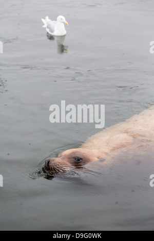 Adulto settentrionale (Steller) Sea Lion (Eumetopias jubatus) bull cerca di scarti dai pescatori di Pietroburgo, Alaska, STATI UNITI D'AMERICA Foto Stock