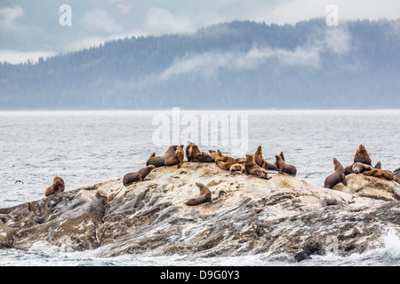 Settentrionale (Steller) i leoni di mare (Eumetopias jubatus), a sud dell'isola di marmo, parco nazionale di Glacier Bay, Southeastern Alaska, STATI UNITI D'AMERICA Foto Stock