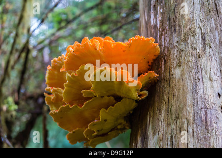 La scaffalatura fungo chiamato pollo-di-il-Woods (Laeitiporus sulfurei), Williams Cove, a sud-est di Alaska, STATI UNITI D'AMERICA Foto Stock