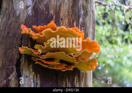 La scaffalatura fungo chiamato pollo-di-il-Woods (Laeitiporus sulfurei), Williams Cove, a sud-est di Alaska, STATI UNITI D'AMERICA Foto Stock