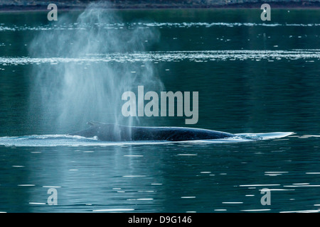 Adulto Humpback Whale (Megaptera novaeangliae) passera nera-up, dive Pass neve, a sud-est di Alaska, STATI UNITI D'AMERICA Foto Stock