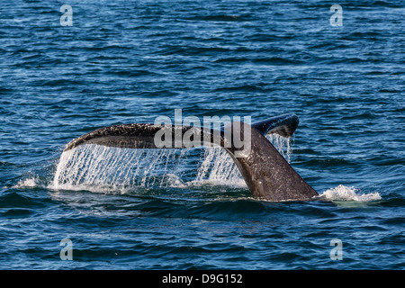 Adulto Humpback Whale (Megaptera novaeangliae) passera nera-up, dive Pass neve, a sud-est di Alaska, STATI UNITI D'AMERICA Foto Stock