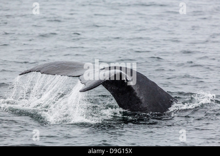 Adulto Humpback Whale (Megaptera novaeangliae) passera nera-up, dive Pass neve, a sud-est di Alaska, STATI UNITI D'AMERICA