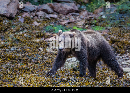 I giovani l'orso bruno (Ursus arctos) a bassa marea in Pavlof Harbour, Chichagof Island, a sud-est di Alaska, STATI UNITI D'AMERICA Foto Stock