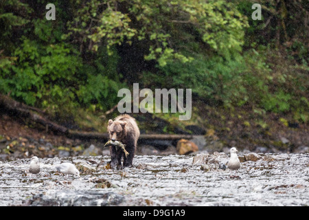 I giovani l'orso bruno (Ursus arctos) la pesca del salmone affumicato a bassa marea in Pavlof Harbour, Chichagof Island, a sud-est di Alaska, STATI UNITI D'AMERICA Foto Stock