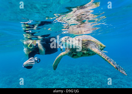 Tartaruga Verde (Chelonia Mydas) subacquei con snorkeler, Maui, Hawaii, Stati Uniti d'America Foto Stock