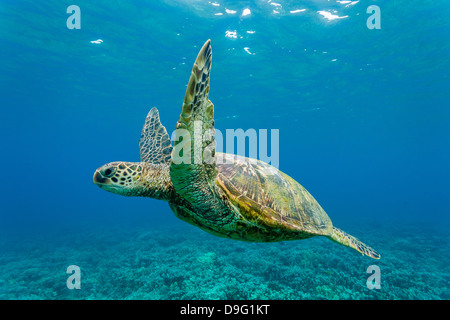 Tartaruga Verde (Chelonia Mydas) subacquea, Maui, Hawaii, Stati Uniti d'America Foto Stock