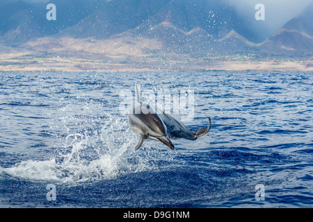 Hawaiian spinner (Delfino Stenella longirostris), Canale AuAu, Maui, Hawaii, Stati Uniti d'America Foto Stock