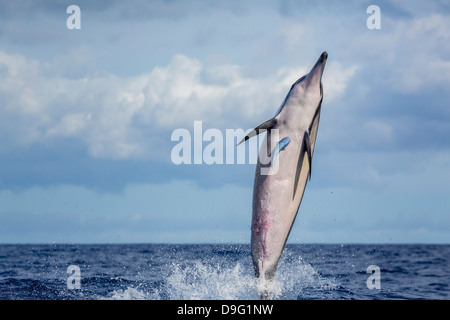 Hawaiian spinner (Delfino Stenella longirostris), Canale AuAu, Maui, Hawaii, Stati Uniti d'America Foto Stock