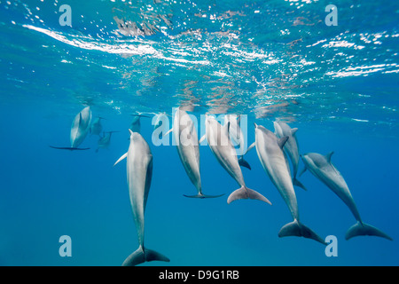 Hawaiian spinner (delfini Stenella longirostris), Canale AuAu, Maui, Hawaii, Stati Uniti d'America Foto Stock