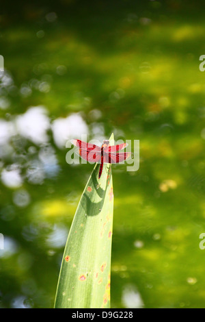 Un Crocothemis Scarlet dragonfly appoggiata su una foglia in un piccolo stagno di Bali, Indonesia Foto Stock