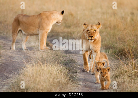 Leonessa - Panthera leo e lupetti, il Masai Mara, Kenya, Africa Foto Stock