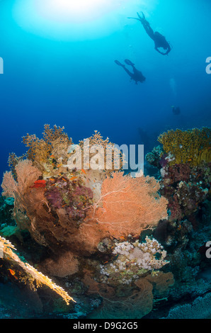 Silhouette di due subacquei al di sopra di Coral Reef, Il Parco Nazionale di Ras Mohammed, Mar Rosso, Egitto, Africa Foto Stock