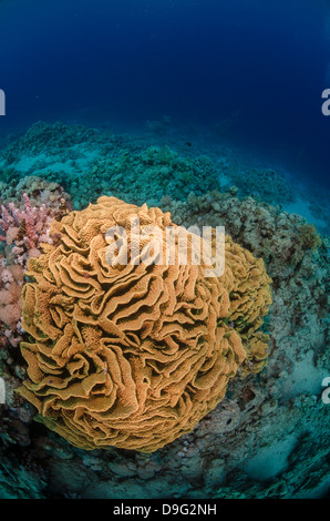 Coral reef scena, il Parco Nazionale di Ras Mohammed, Sharm el-Sheikh, Mar Rosso, Egitto, Africa Foto Stock