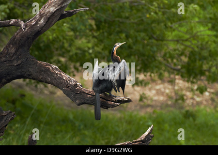 African Darter (Anhinga rufa), essiccamento si tratta di piume, appollaiato dal fiume Chobe, Chobe National Park, Kasane Botswana, Africa Foto Stock