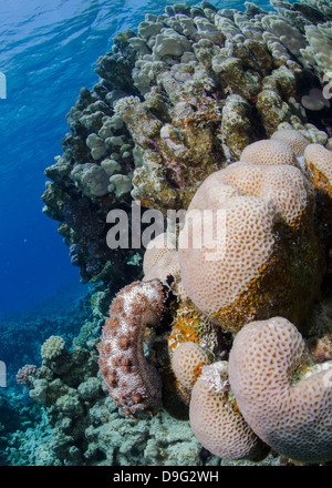 Blackmouth cetriolo di mare sulla barriera corallina, il Parco Nazionale di Ras Mohammed, Sharm Eel-Sheikh, Mar Rosso, Egitto, Africa Foto Stock