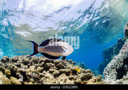 Sohal surgeonfish (Acanthurus sohal) in acque poco profonde e a basso angolo di visione, il Parco Nazionale di Ras Mohammed, Mar Rosso, Egitto, Africa Foto Stock