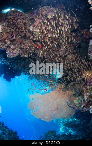 Coral reef scena, il Parco Nazionale di Ras Mohammed, Sharm el-Sheikh, Mar Rosso, Egitto, Africa Foto Stock