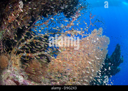 Glassfish (Parapriacanthus ransonneti) shoal, il Parco Nazionale di Ras Mohammed, Sharm el-Sheikh, Mar Rosso, Egitto, Africa Foto Stock