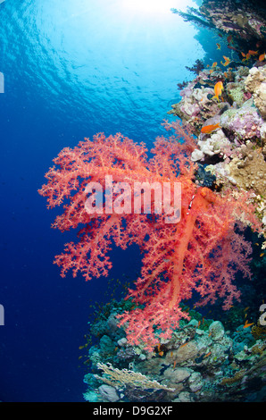 Rosa corallo morbido, il Parco Nazionale di Ras Mohammed, Sharm el-Sheikh, Mar Rosso, Egitto, Africa Foto Stock