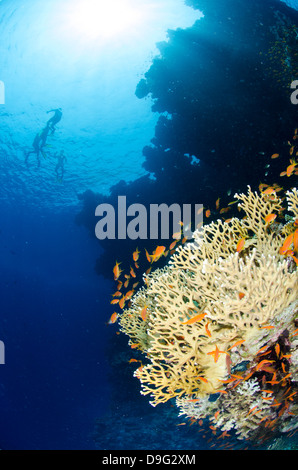 Coral reef scena, il Parco Nazionale di Ras Mohammed, Sharm el-Sheikh, Mar Rosso, Egitto, Africa Foto Stock