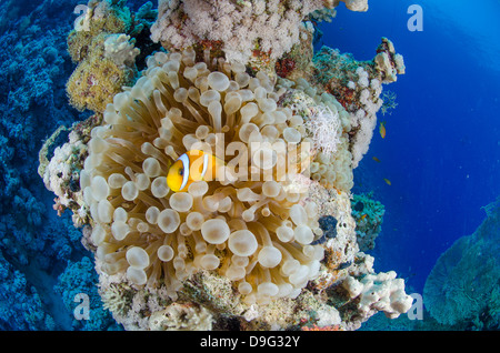 Mar Rosso pesce di anemone (Amphiprion bicinctus) e Haddons's anemone, il Parco Nazionale di Ras Mohammed, Mar Rosso, Egitto, Africa Foto Stock