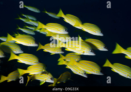 Di medie secca o scuola di blue striped snapper (Lutjanus kasmira), Baia di Naama, off Sharm el-Sheikh, Sinai, Mar Rosso, Egitto, Africa Foto Stock