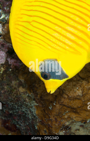 Masked pesci farfalla (Chaetodon semilarvatus) close-up, Baia di Naama, off Sharm el-Sheikh, Sinai, Mar Rosso, Egitto, Africa Foto Stock