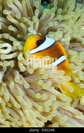 Mar Rosso pesce di anemone (Amphiprion bicinctus) e magnifica anemone, il Parco Nazionale di Ras Mohammed, Sinai, Mar Rosso, Egitto, Africa Foto Stock