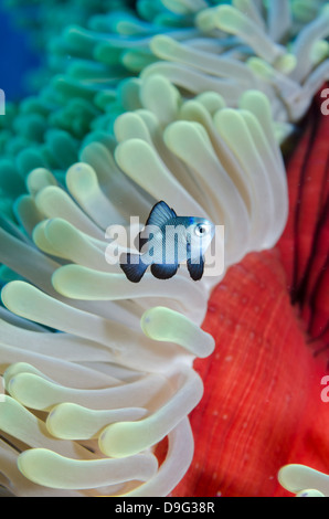 Tre-spot fanciulla, pesce di anemone magnifica close-up, il Parco Nazionale di Ras Mohammed, Sinai, Mar Rosso, Egitto, Africa Foto Stock