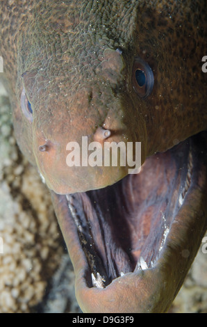 Close-up della testa di una murena gigante (Gymnothorax javanicus), il Parco Nazionale di Ras Mohammed, Sinai, Mar Rosso, Egitto, Africa Foto Stock