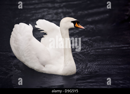 Il White Swan in acqua blu Foto Stock