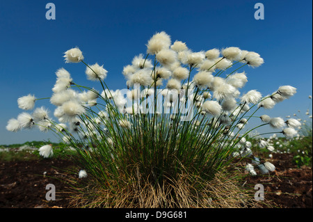 Hare's-tail cottongrass, tussock cottongrass inguainati cottonsedge, Eriophorum vaginatum, Scheidiges Wollgras Foto Stock