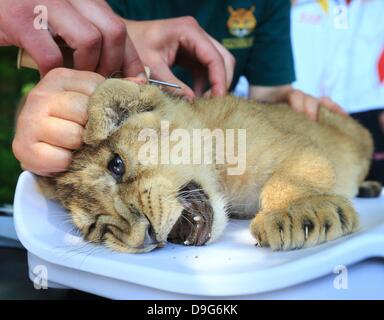 Magdeburg, Germania. 19 giugno 2013. Un asiatico lion cub è controllato da un veterinario del giardino zoologico di Magdeburgo, Germania, 19 giugno 2013. Egli ha verificato che insieme ad altri due cuccioli che tutti hanno pesato tra 5.14 e 5.62 Kg. I gatti sono nati il 29 aprile 2013. Foto: Jens WOLF/dpa/Alamy Live News Foto Stock