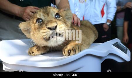 Magdeburg, Germania. 19 giugno 2013. Un asiatico lion cub è controllato da un veterinario del giardino zoologico di Magdeburgo, Germania, 19 giugno 2013. Egli ha verificato che insieme ad altri due cuccioli che tutti hanno pesato tra 5.14 e 5.62 Kg. I gatti sono nati il 29 aprile 2013. Foto: Jens WOLF/dpa/Alamy Live News Foto Stock