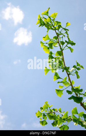 Il ramo di giovani ginkgko biloba albero in primavera Foto Stock