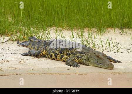Coccodrillo del Nilo (Crocodylus niloticus), il fiume Chobe, Chobe National Park, Kasane Botswana, Africa Foto Stock