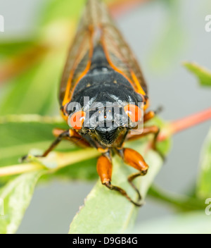 Cicala da Brood II. Dettagliata immagine macro delle cicale nei rami di albero di piccole dimensioni Foto Stock