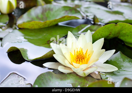 Giallo fiore di loto o acqua giglio fiore closeup Foto Stock