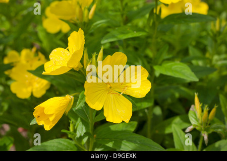 Oenothera primrose nel giardino closeup Foto Stock