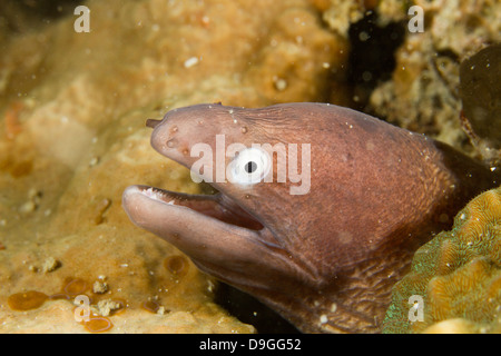 White eyed moray eel - la Siderea thyrsoidea, Borneo Malaysia Foto Stock