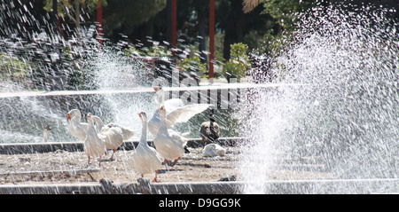 Le anatre e le oche schizzi in acqua avente fun Foto Stock